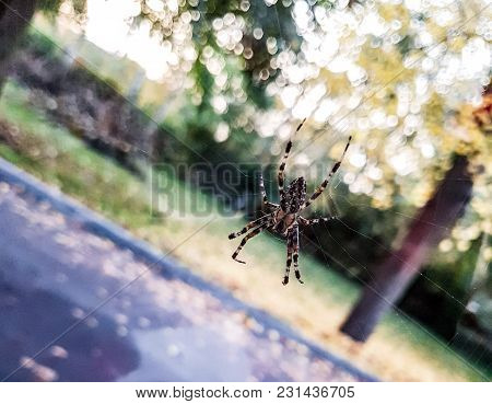 Beautiful Spider Hanging In A Web Behind Glass.