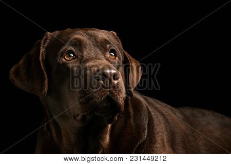 A Portrait Of A Black Labrador Dog Taken Against A Black Backdrop At Studio.
