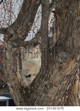 A Beautiful Cat Sits On The Trunk Of A Wild Apple Tree Under The Rays Of The Spring Sun