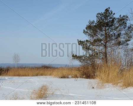 Winter Landscape. The Shore Of A Frozen River. Pine And Reeds On The Shore. Footprints In The Snow.