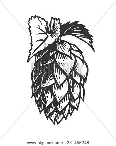 Hand Drawn Hops Herb Plant Which Is Used In The Brewery Of Beer. For Labels And Packaging. Vector En