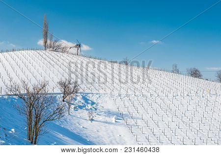 Rows Of Vineyards Covered With White Snow In Sunny Winter Day. Styria, Austria