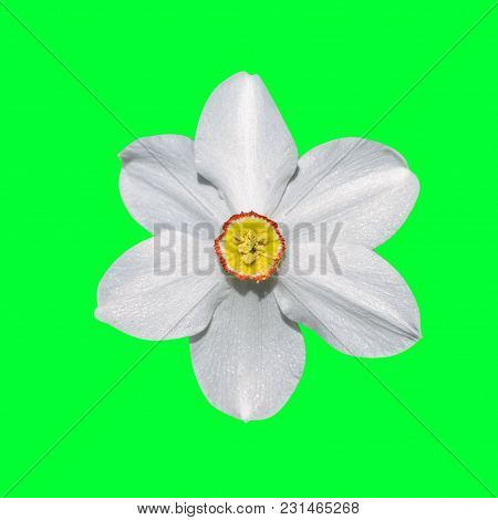 Flowers Narcissus Isolated On Green Background Nature Macro Photo