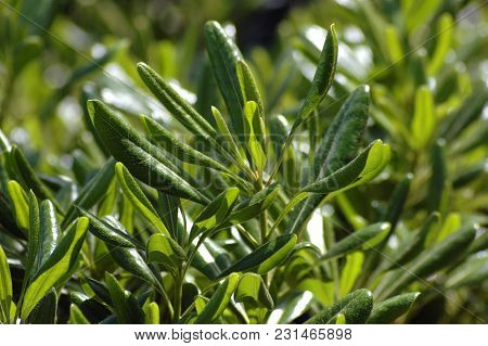 Green Pittosporum Cheesewoods Closeup Z Z Z