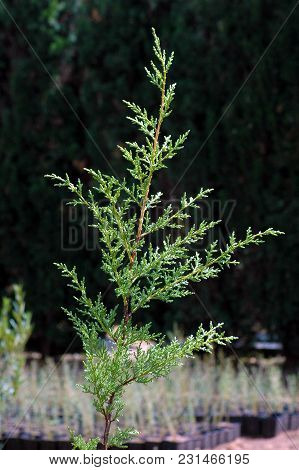 Green Natural Cypress Leaves Details A A