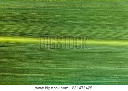Grass Blade Green Leaf Close-up. Veins Of The Leaf.