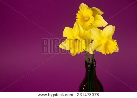 Three Yellow Daffodils As Spring Flower Bouquet In Bottle Is On Purple Background.