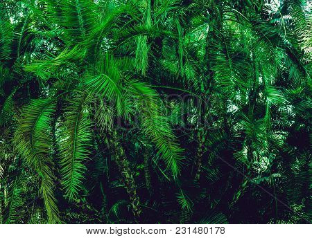 Green Palm Long Branches Lush Bush Summer Tropical Background. South Italy