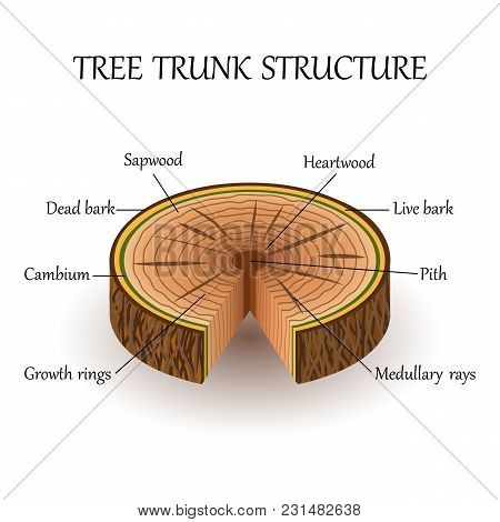 The Structure Of The Slice Of The Tree Layers In Cross Section. Education Biology Poster, Vector Ill
