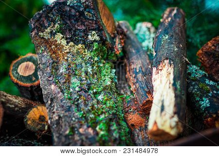 Old Pile With Moss And Firewood. Close Up