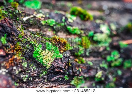 Old Pile With Moss And Firewood. Close Up