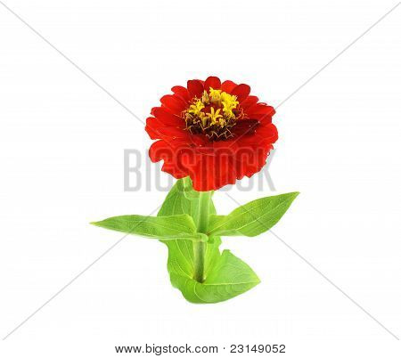 ดอกไม้สีแดง (helenium Autumnale)