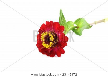 ดอกไม้สีแดง (helenium Autumnale)