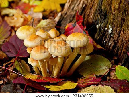 Mushroom In Forest With Autun Leaf Horizontal