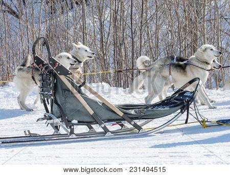 Traditional Wood Sled With Blue Blanket Is Ready To Be Harnessed With Dogs