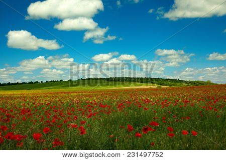 Landscape With Poppy And Rape Vegatble In  Sky