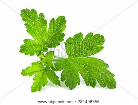 Gooseberry Leaf Clseup Isolated On White Background