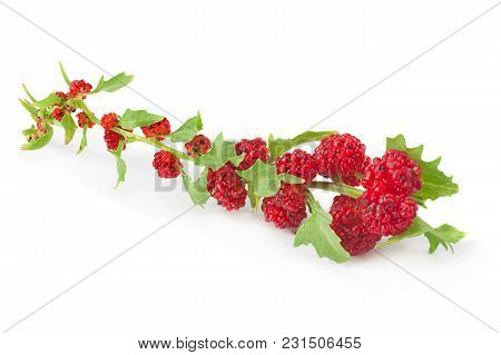 Leafy Goosefoot Herb Closeup Isolated On White