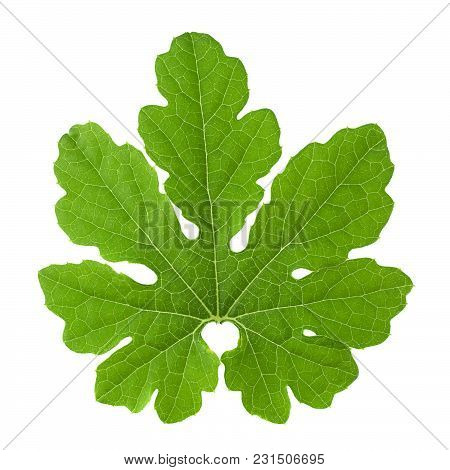 Momordica Vegetable Leafcloseup Isolated On White Background