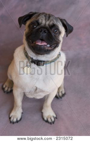 Pug sorridente