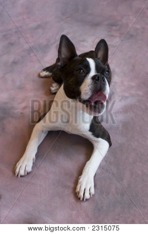 Boston Terrier