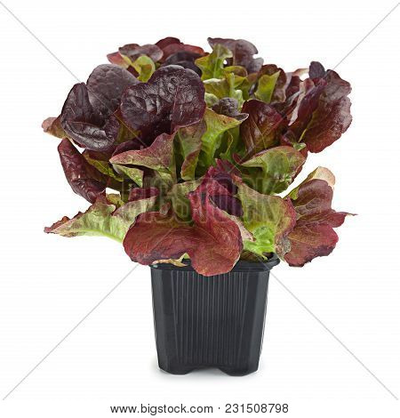 Oakleaf Lettuce Salad Closeup Isolated On White