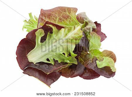 Oakleaf Lettuce Salad Closeup Isolated On White