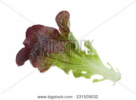 Oakleaf Lettuce Salad Closeup Isolated On White
