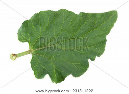 Rhubarb Vegetable Leaf Closeup Isolated On White
