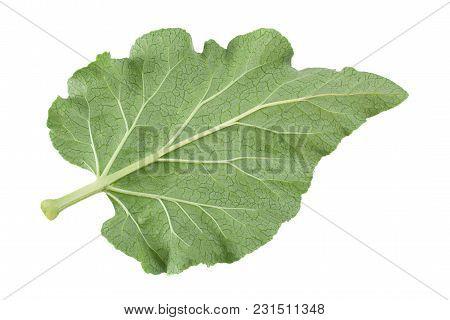 Rhubarb Vegetable Leaf Closeup Isolated On White