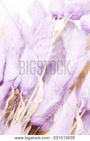 Macro Of Purple Bunny (rabbit) Tail Grass Background