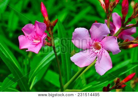 Nerium Oleander, Also Known As Indian Oleander Or Kaner At Pune