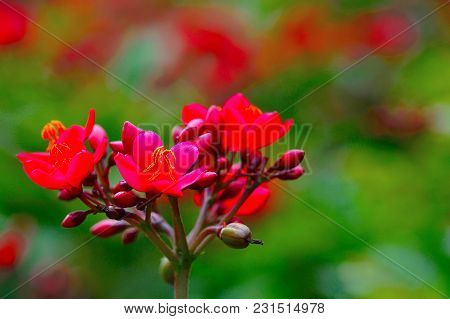 Close View Of Red Flower At Pune