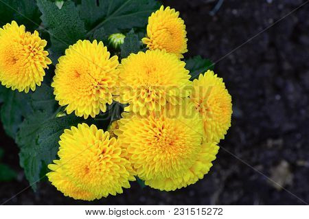 Close View Of Bunch Of Yellow African Marigold, Pune