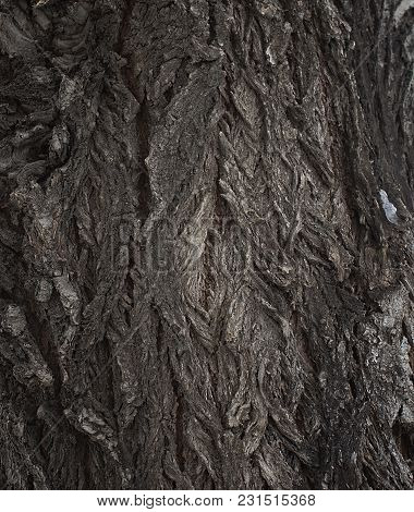 Poplar bark. Cottonwood tree. Natural background. Wooden background. Brown bark. Grunge bark tree.