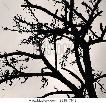 Silhouette Of A Withered Tree Without Leaves.