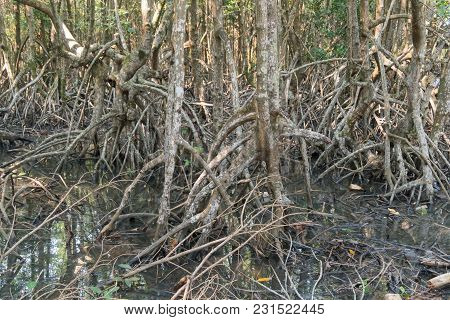 Mangrove Forest View.