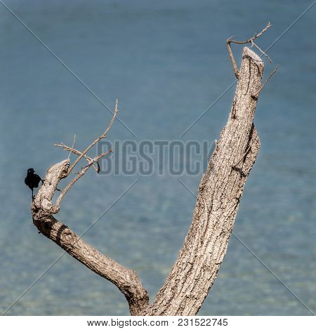 A Carib Grackle (quiscalus Lugubris Lugubris) On A Wood In Martinique Beach