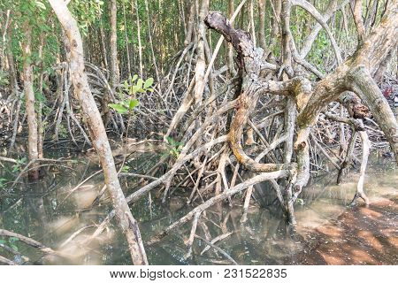Mangrove Forest View.