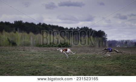 Coursing, Passion And Speed. Whippet Dog Running In The Field. Sunny Day