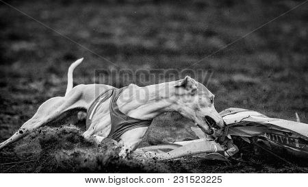Coursing, Passion And Speed. Whippet Dog Running In The Field. Sunny Day
