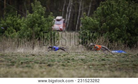 Training Coursing. Italian Greyhound Dog Pursues A Bait Box. Summer Sunny Morning