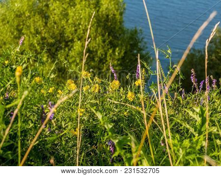 Beautiful Meadow Field With Wild Flowers. Spring Wildflowers Closeup. Health Care Concept. Rural Fie