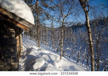 Frozen Trees In Winter Lappland