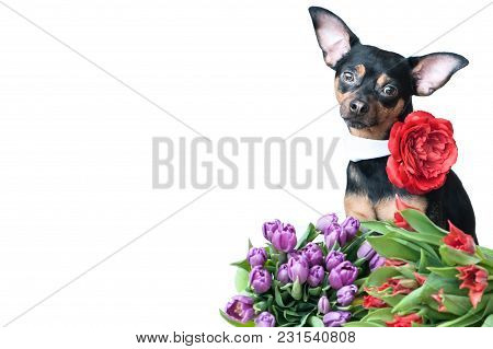 Funny Puppy In A Scarf In Colors Isolated On White. Theme Of Spring, Summer, Greeting Card, Space Fo