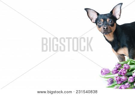 Funny Puppy In A Scarf In Colors Isolated On White. Theme Of Spring, Summer, Greeting Card, Space Fo
