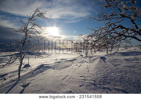 Beautiful Frozen Trees In Northern Lappland