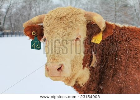 Hereford Bull in the Snow