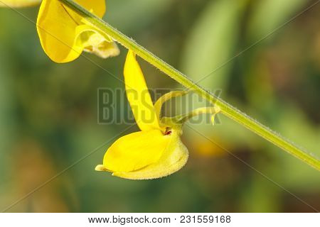 Close Up Of Yellow Sunn Hemp Flower In The Field