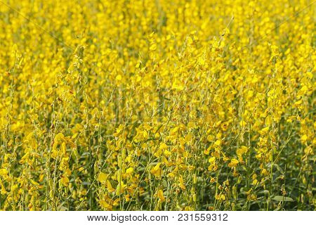 Close Up Of Yellow Sunn Hemp Flower In The Field